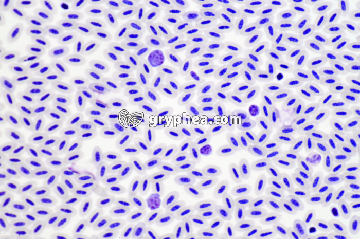 Sang d'Oiseau x200 - gryphea.org